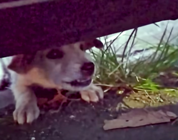Angry Stray Puppy Scooped Into Shopping Bag For Lashing Out At Woman