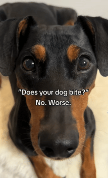“Batdog” Dobermann Wows Internet After Owner Asked About Biting