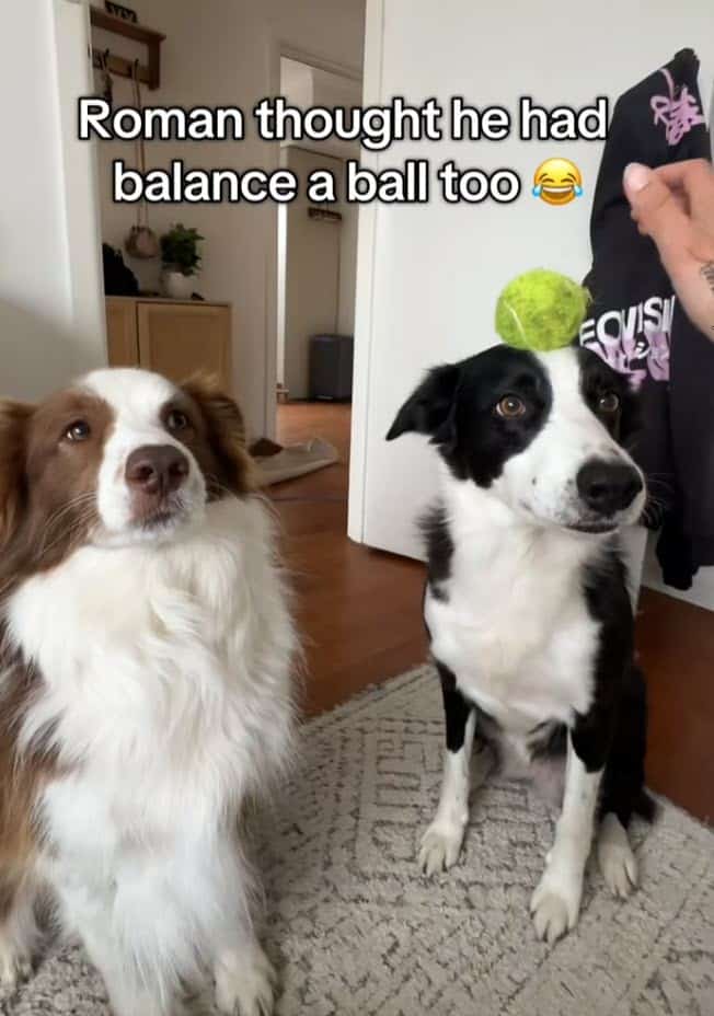 Border Collie Pretends to Balance Invisible Ball, Internet Can’t Believe His Focus