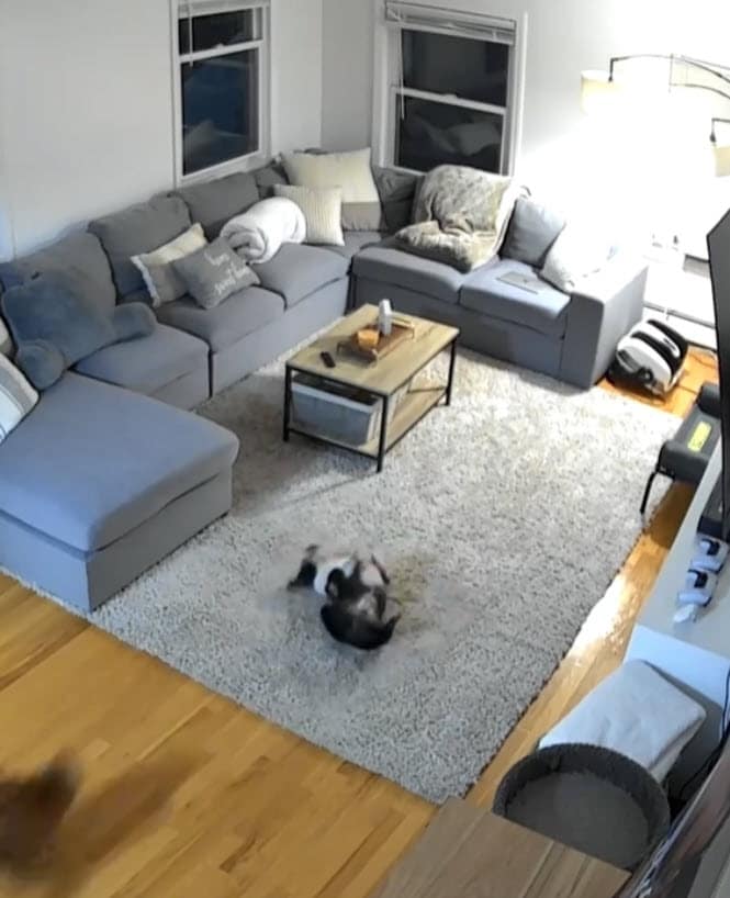 Cat and Dog Surprise Owner by Becoming Playmates After Months of Hesitation Cat and Dog Surprise Owner by Becoming Playmates After Months of Hesitation