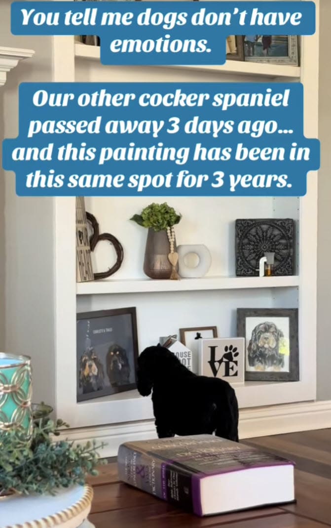 Cocker Spaniel Cries at Photo of Late Sibling, Touching Millions Online Cocker Spaniel Cries at Photo of Late Sibling, Touching Millions Online