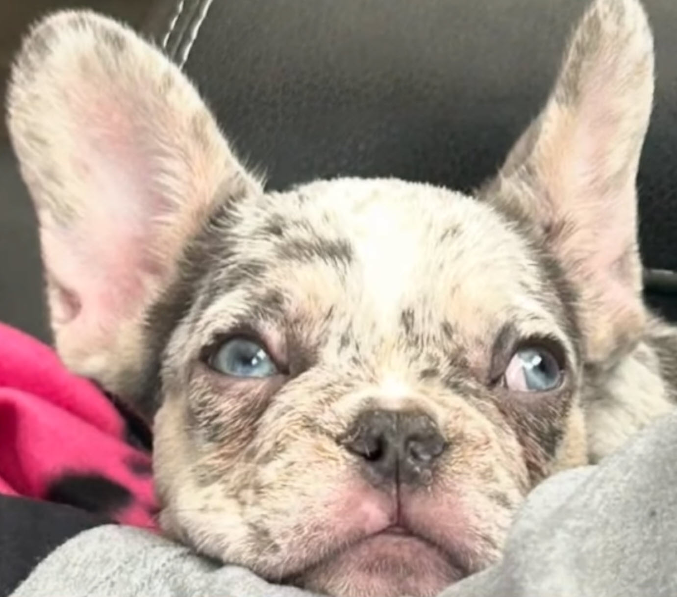 Couple Says Two French Bulldogs from Pet Store Died Within 4-Months Couple Says Two French Bulldogs from Pet Store Died Within 4-Months