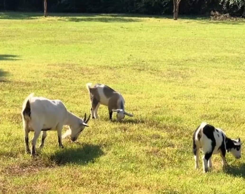 Dog Beaten, Goats Killed: Texas Family Left Devastated, Cops Are Investigating