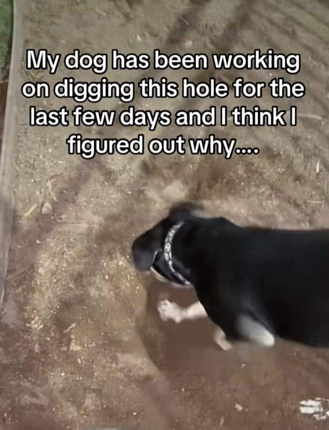 Dog Digs Massive Hole for Days, Then Stuns Owner with Surprising Reason