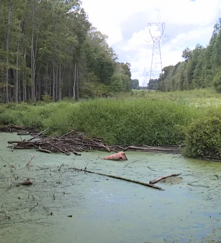 Dog Dumped in Swamp And ‘Left to Die’ Until A Man Showed Up Dog Dumped in Swamp And ‘Left to Die’ Until A Man Showed Up