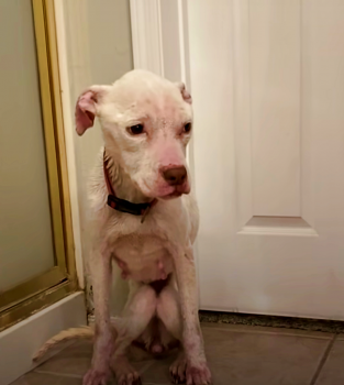 Dog Left Alone In Apartment Clings To Toy For Comfort