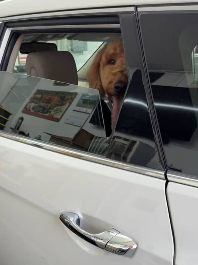 Dog Owner Shocked by Bloody Car Ride After Grooming Appointment