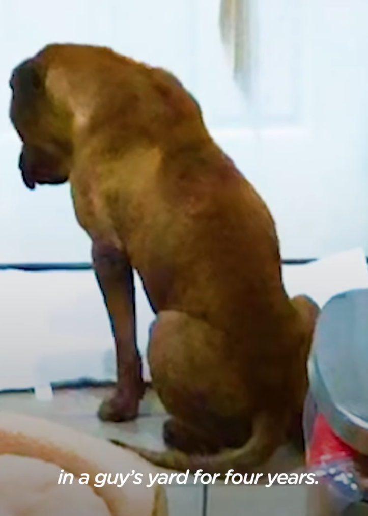 Dog Shattered by Fear Finds Strength Through Unexpected Kitten Bond