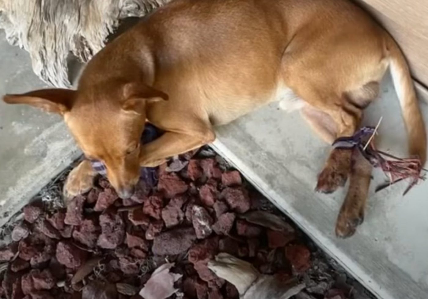 Dog Tied Up on Roadside Crawls to Home for Rescue Dog Tied Up on Roadside Crawls to Home for Rescue
