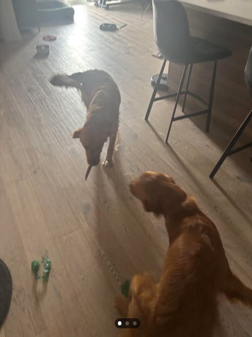 Dog Walker Shocked As Golden Retriever Greets With Knife In Mouth