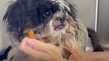 Dog With Painful Mats Receives Transformative Makeover And New Beginning