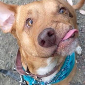 Dogs Born With Facial Deformities Prove Love Can Overcome Anything