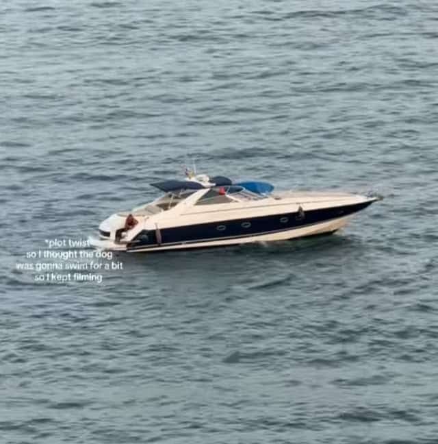 Dog’s Dramatic Swim Back to Land in Ibiza Captivates Millions Online Dog’s Dramatic Swim Back to Land in Ibiza Captivates Millions Online