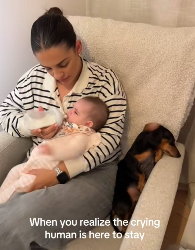 Dog’s Funny Reaction and Priceless Side-Eye at Crying Baby Goes Viral Dog’s Funny Reaction and Priceless Side-Eye at Crying Baby Goes Viral