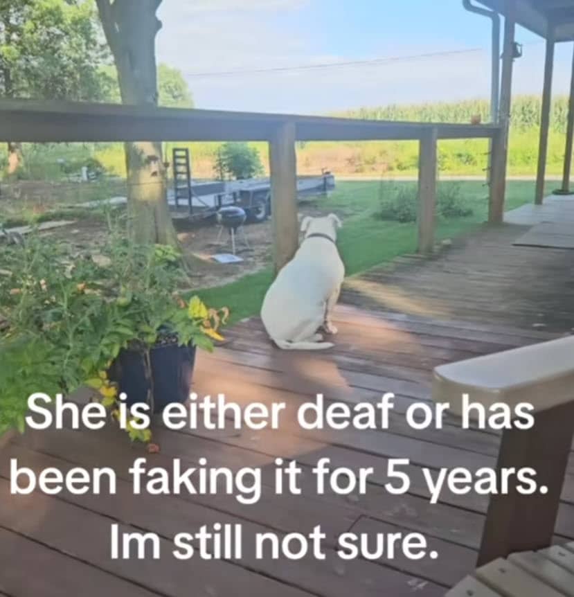 Dog’s Mysterious Silence Leaves Owner Wondering if She’s Deaf or Just Ignoring Him Dog’s Mysterious Silence Leaves Owner Wondering if She’s Deaf or Just Ignoring Him