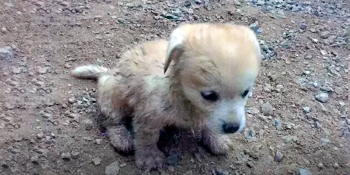 Drowning Puppy Leads Man To Woman Who’d Become ‘The Love Of His Life’ Drowning Puppy Leads Man To Woman Who’d Become ‘The Love Of His Life’
