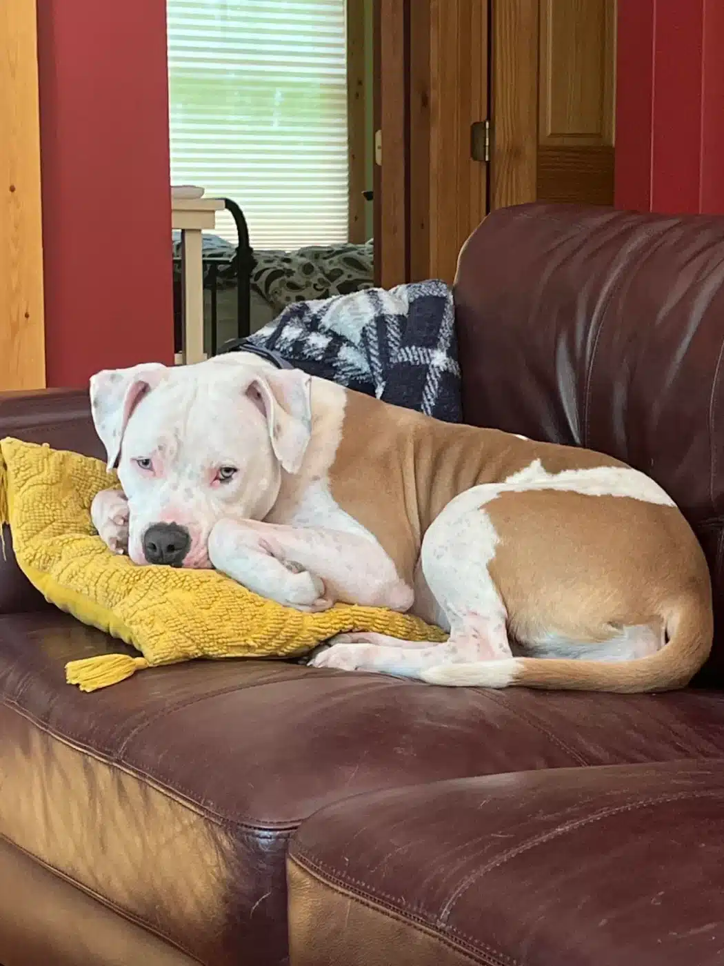 Family Discovers True Breed Of Their Rescue Dog Through DNA Test Family Discovers True Breed Of Their Rescue Dog Through DNA Test