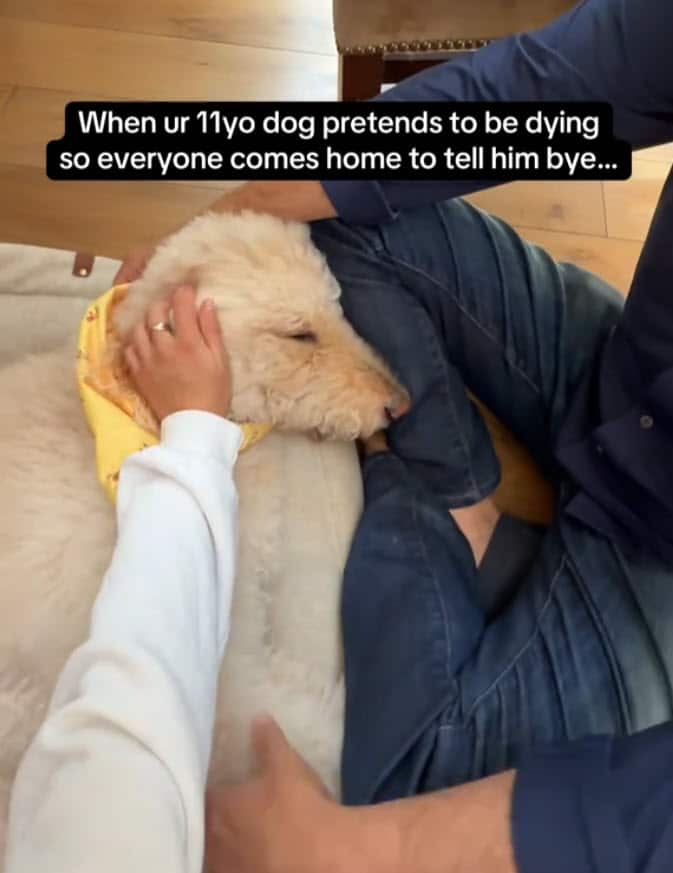 Family Prepares To Say Goodbye To Dog, But Suddenly Something Stuns Everyone Family Prepares To Say Goodbye To Dog, But Suddenly Something Stuns Everyone