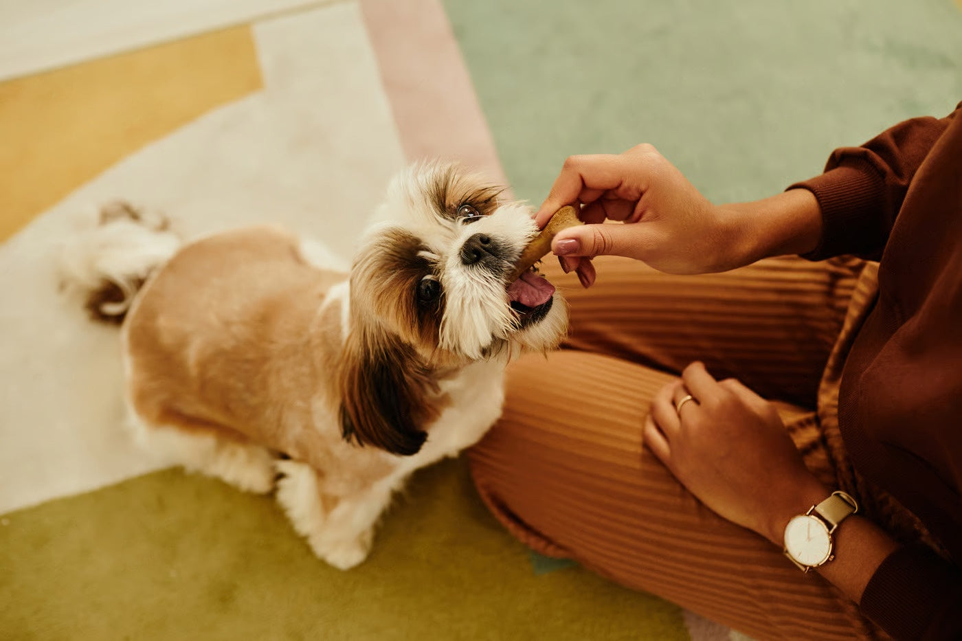 Feeding, Grooming & Health Essentials – Petsworld