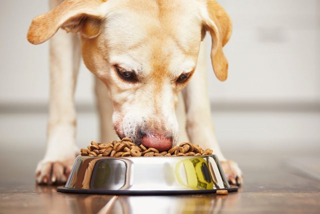 Freeze-Dried Dog Food: The Ultimate Guide for Informed Dog Owners Freeze-Dried Dog Food: The Ultimate Guide for Informed Dog Owners