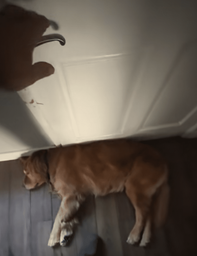 Golden Retriever Blocks Door to Keep Owner from Leaving for Work
