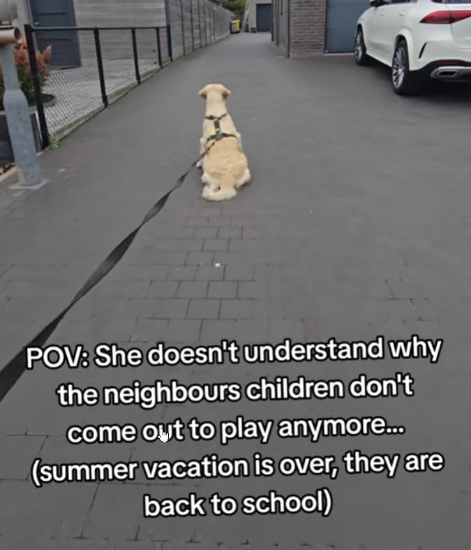 Golden Retriever Confused When Kids No Longer Come Out to Play Golden Retriever Confused When Kids No Longer Come Out to Play
