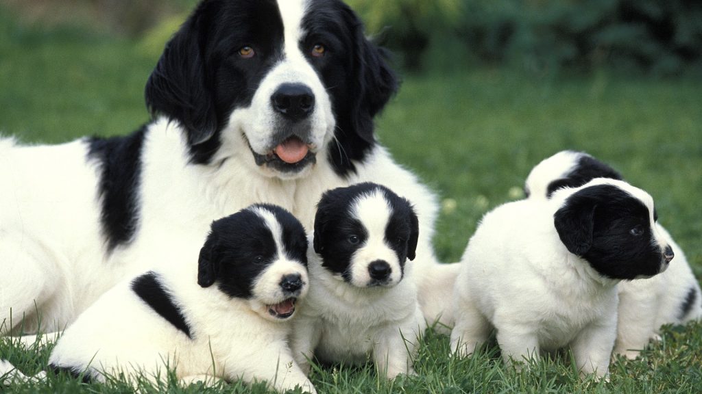 Help! Our Breeder Says Mother Dog Is “Rejecting” Her 4–6 Week Puppies?