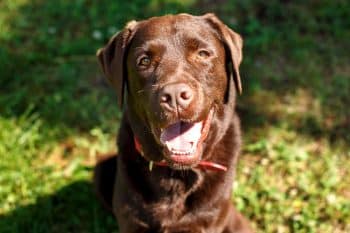 Help Soothe Your Dog’s Pain with These 15 Relief Aids