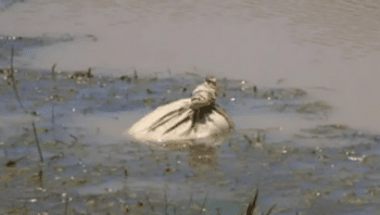 Kayakers Spotted Potato Sack Floating In River, Paddled Closer And Untied It