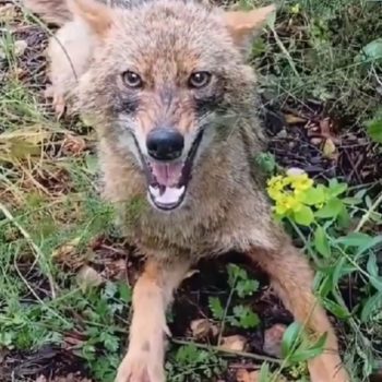 Man Thought He’d Release a Wild Coyote, She Chose to Stay Instead