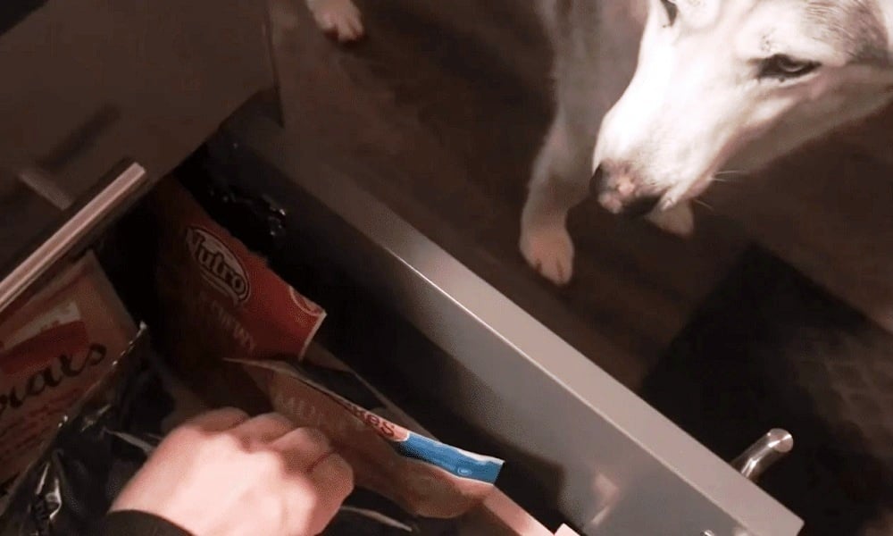 Mom Stops Work And Follows ‘Upset’ Husky Around The House Asking Him What’s Wrong