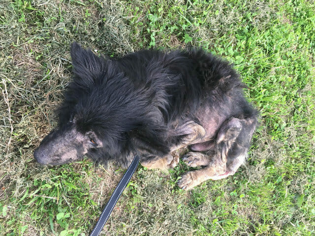 Neglected Dog Mistaken For ‘Werewolf’ Rescued After Months By The Roadside
