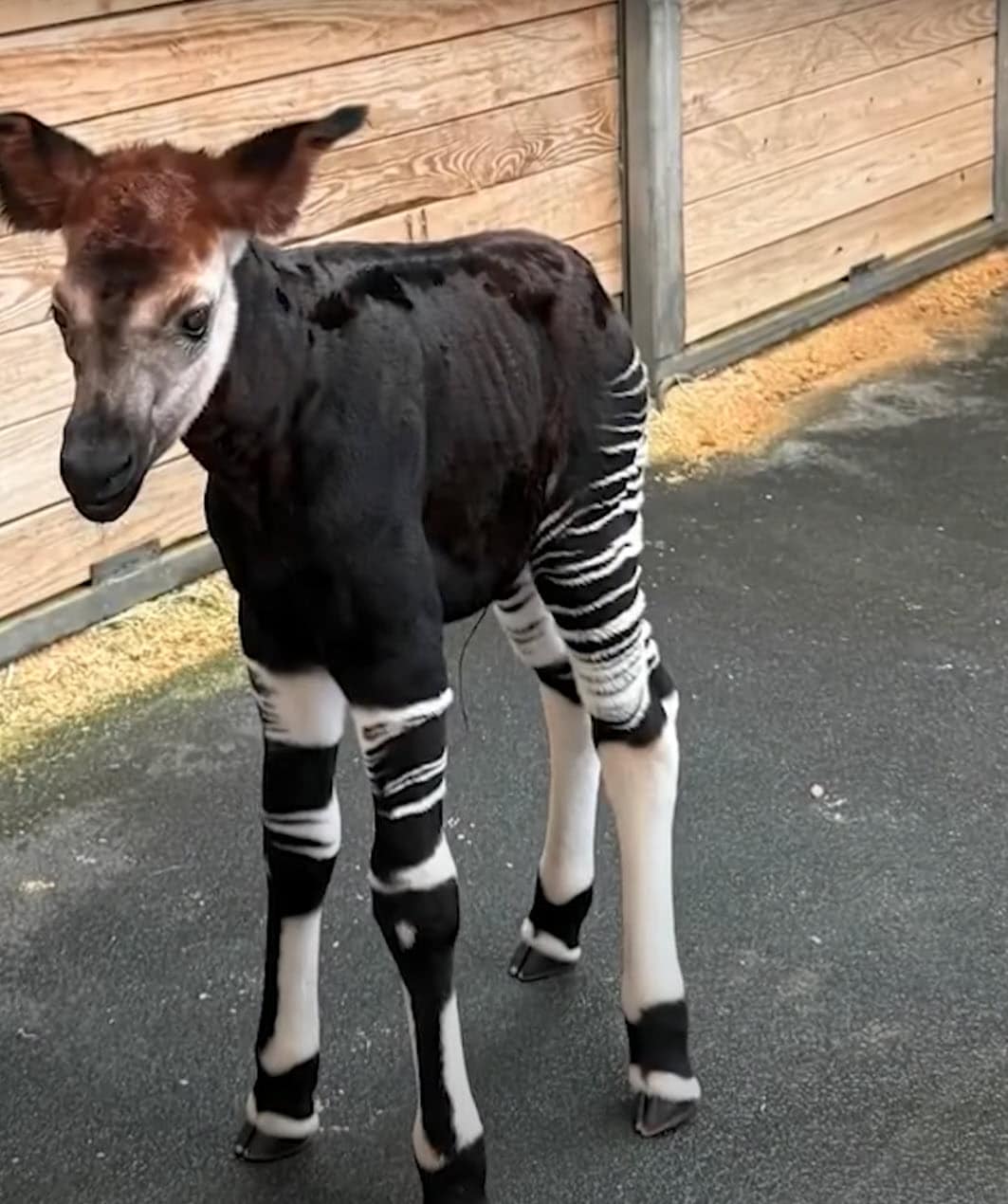 Oklahoma City Zoo Celebrates Birth of Rare Endangered Okapi Calf Oklahoma City Zoo Celebrates Birth of Rare Endangered Okapi Calf