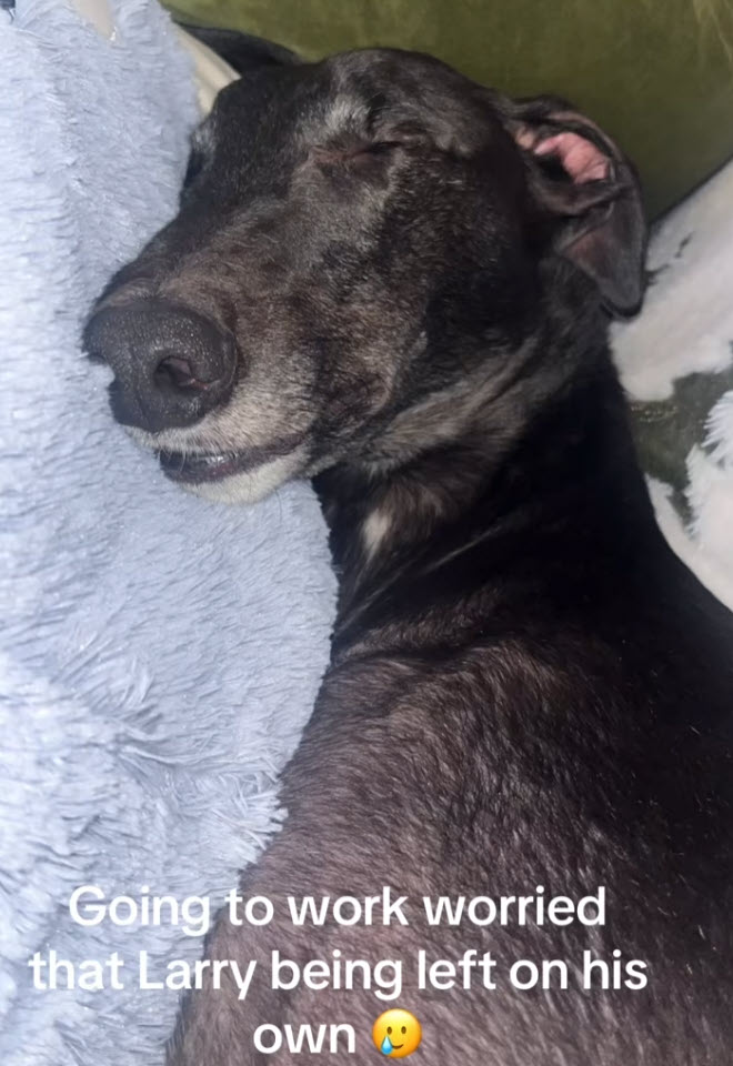 Owner Panics Leaving Greyhound Home, Pet Cam Footage Has Everyone Laughing
