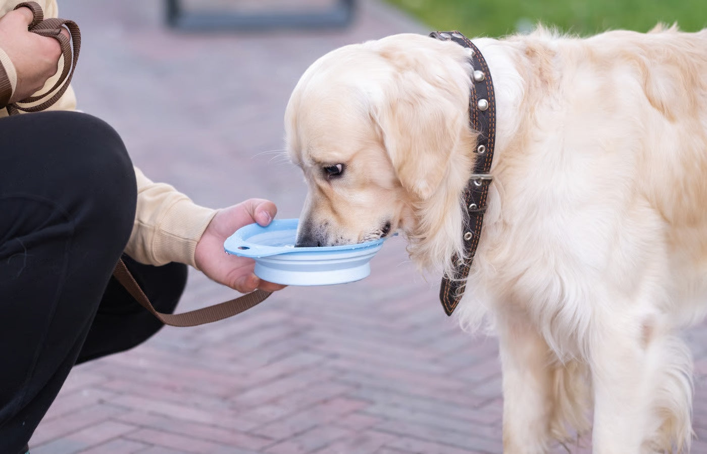 Personality, Care & Health – Petsworld