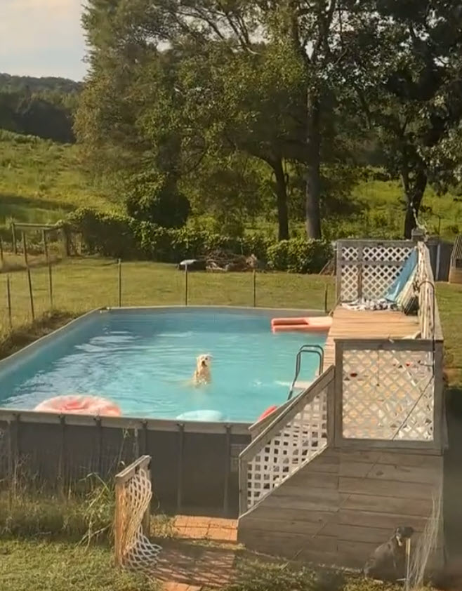 Playful Dog Ignores Rules and Turns Family Pool into His Own Playful Dog Ignores Rules and Turns Family Pool into His Own