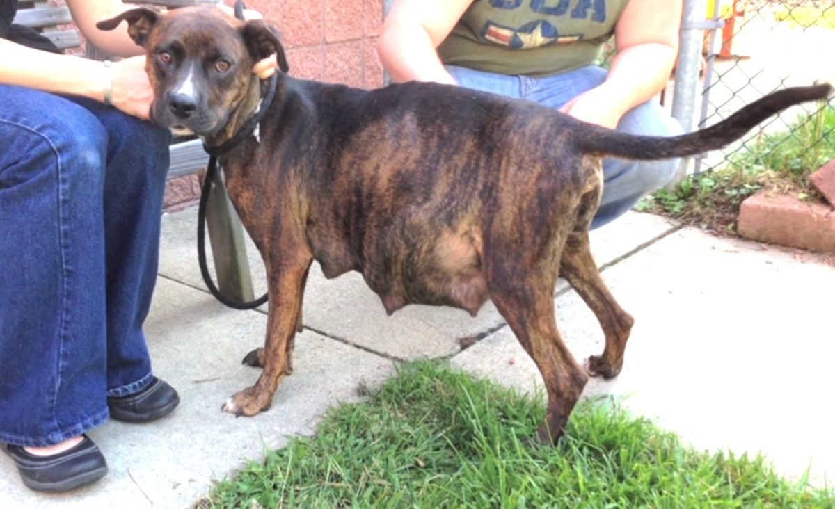 Pregnant Pit Bull ‘Refused’ To Give Birth When Foster Mom Saw Her Ultrasound