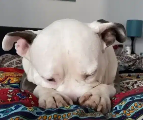 Rescue Dog Pop-Tart Finds Freedom After Years In Cage And Neglect Rescue Dog Pop-Tart Finds Freedom After Years In Cage And Neglect