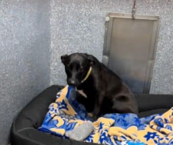 Returned After Just 3-Days, This Shelter Dog’s Sadness Is Hard to Watch