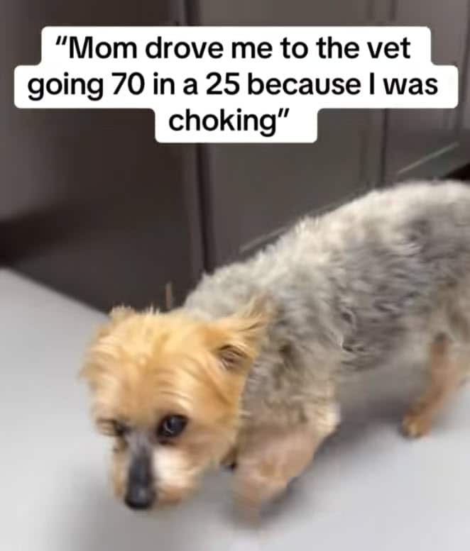 Senior Dog Survives Choking Scare, Then Stuns Owner with Demand for Food Senior Dog Survives Choking Scare, Then Stuns Owner with Demand for Food