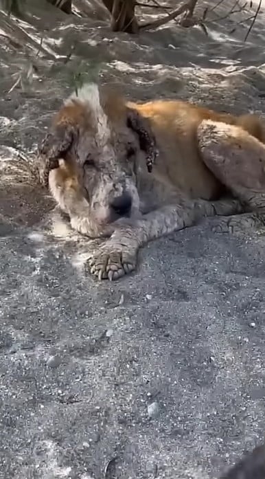 Senior Dog’s Tears Soak the Ground Outside a Door That Never Opens Again