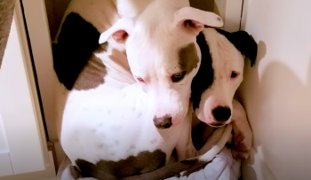 Separated Pit Bull Will Not Part With His Long-Lost Brother Ever Again Separated Pit Bull Will Not Part With His Long-Lost Brother Ever Again