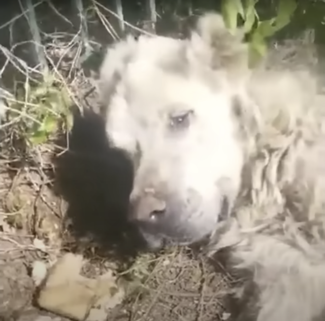 Severely Malnourished Dog Couldn’t Move Until He Witnessed His Injured Friend Walk