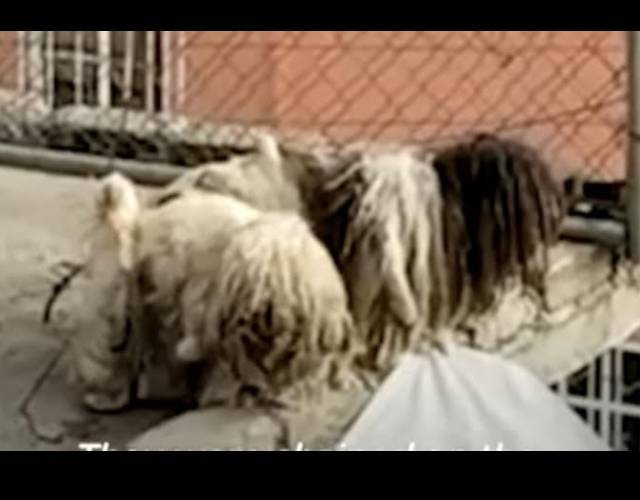 Severely Matted Dogs Spend Two Years Chained To A Roof In Unbearable Heat Severely Matted Dogs Spend Two Years Chained To A Roof In Unbearable Heat