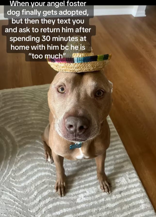 Shelter Dog Returned After 30-Minutes Finds Hope with Experienced Adopters