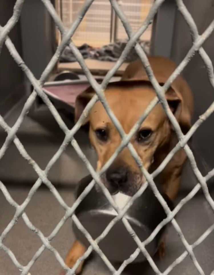 Shelter Dog’s Soul-Crushing Wait: 1,800 Days and His Bowl Is All He Has Left