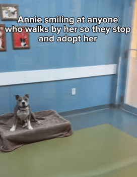Smiling Dog Captures Hearts Online, Yet She Sleeps Alone Each Night