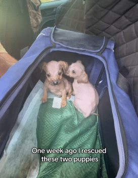 Terrified, Hairless and Weak, Puppies Make Stunning Recovery in One Week