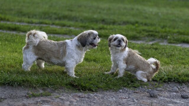 The 13 Best Dog Food Toppers for Shih Tzus