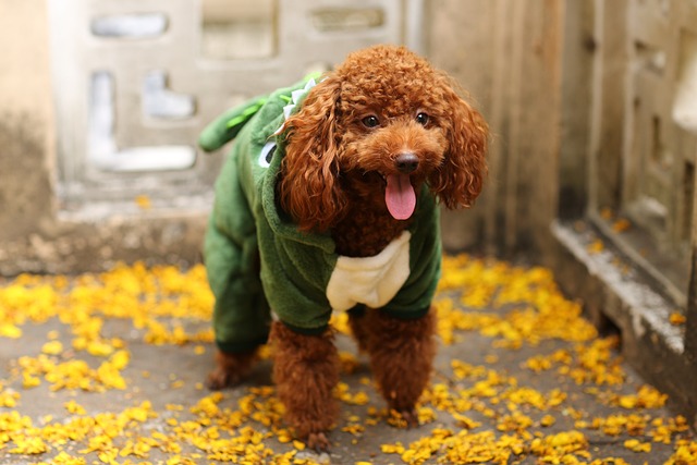 The 18 Best Dog Pajamas To Bring Your Pup Sweet & Comfy Dreams
